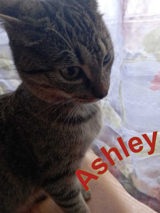 Poznaj Ashley cudną kicię