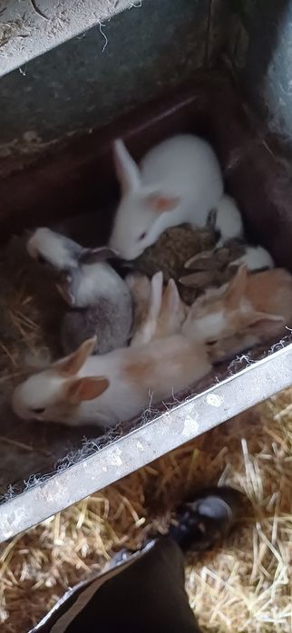 Coelhos de criação