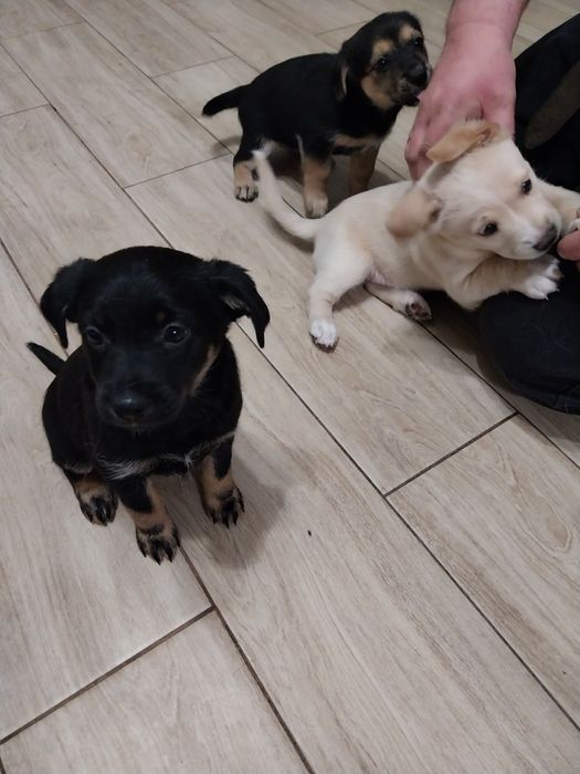 Oddam za darmo szczeniaki