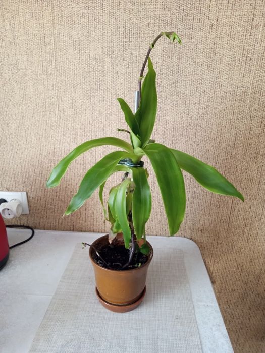 Калізія духмяна,золотий вус.