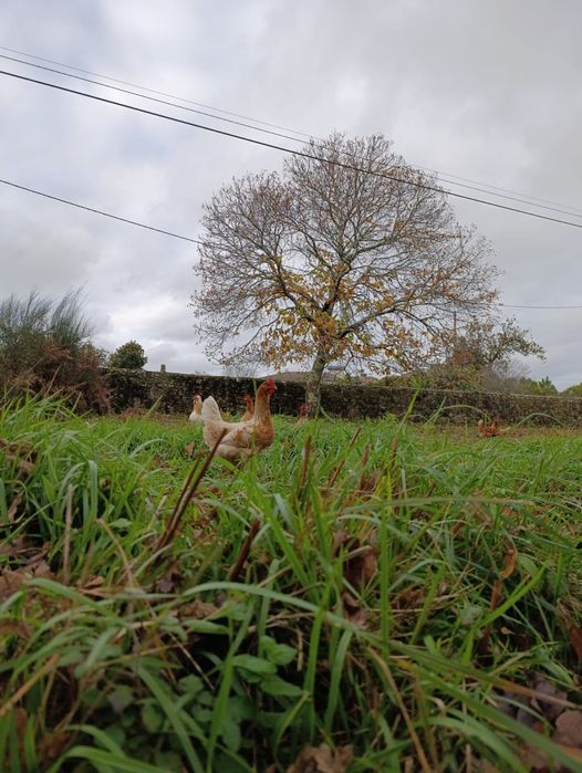 Ovos Biológicos Frescos – Produção em Pasto