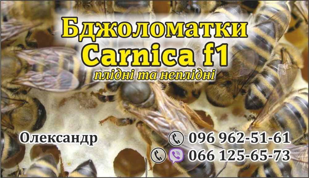 Карніка F1, Carnika F1