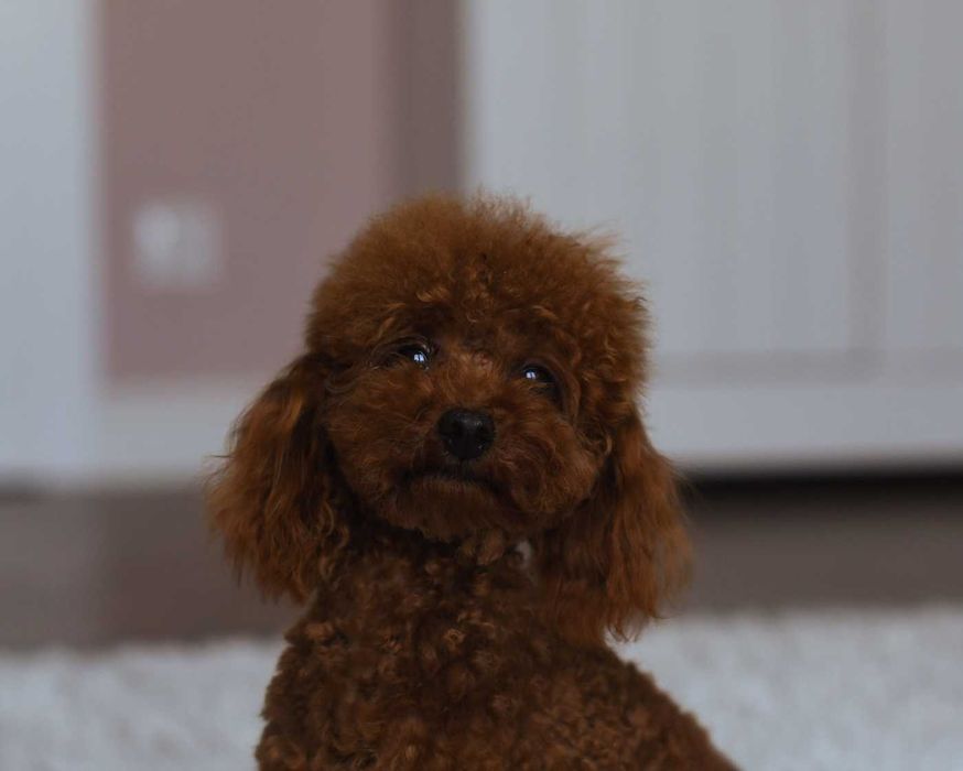 Pudel toy red brown- mini reprroduktor krycie