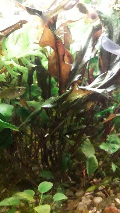 Людвигия + Анубиас