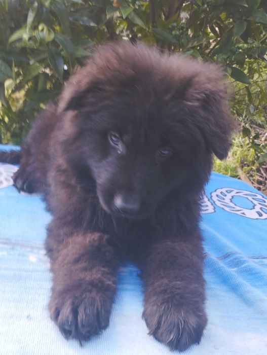 Pastor Alemão pêlo comprido com Lop