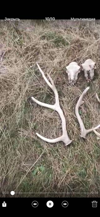 Рога оленя и черепа оленя