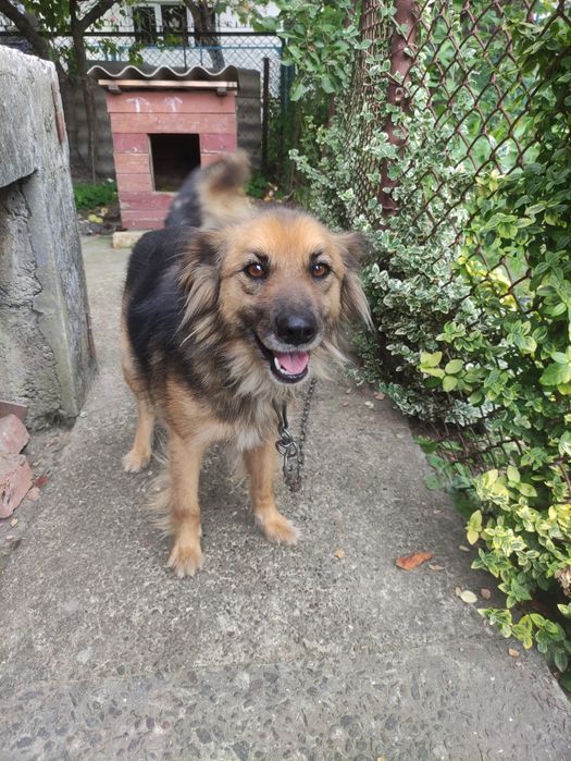 Собака стерилізована з чудовим характером