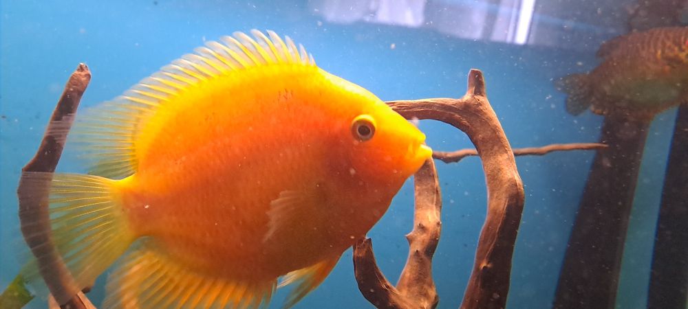 Sprzedam lub wymienię severum