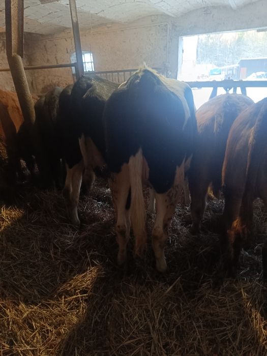 Jałówki bydło odsadki