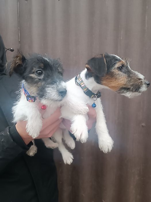 Привитые клубные Фоксы