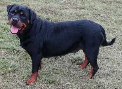 Rottweiler suczka