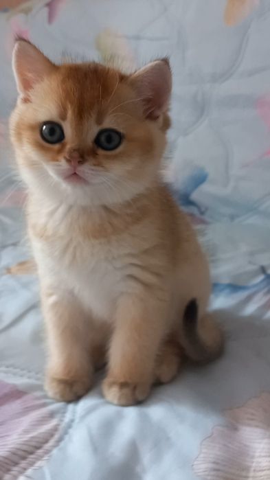 золота шиншила котики
