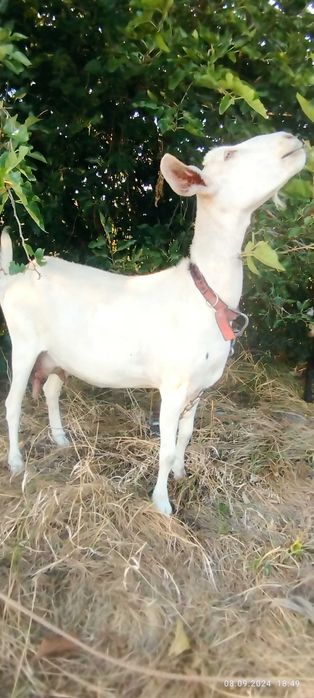 Козульки, першокотка і її діти