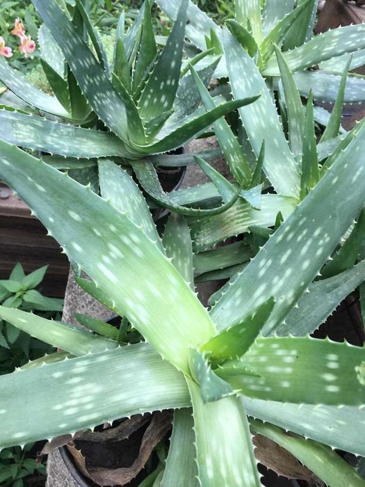 Алое Вера в горщику