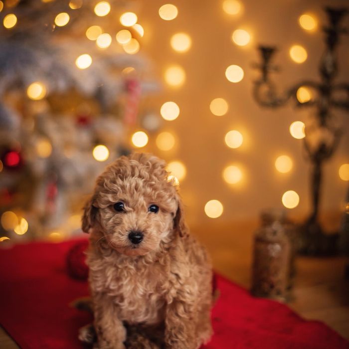 Той пудель  вязка , документи КСУ FCI