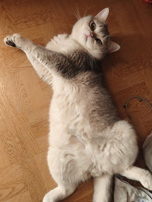 Шотландский котик
