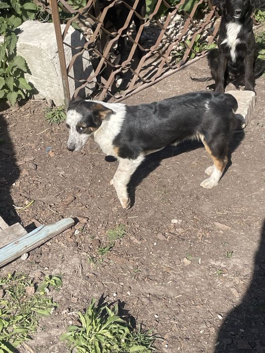 Віддам в добрі руки собаченят