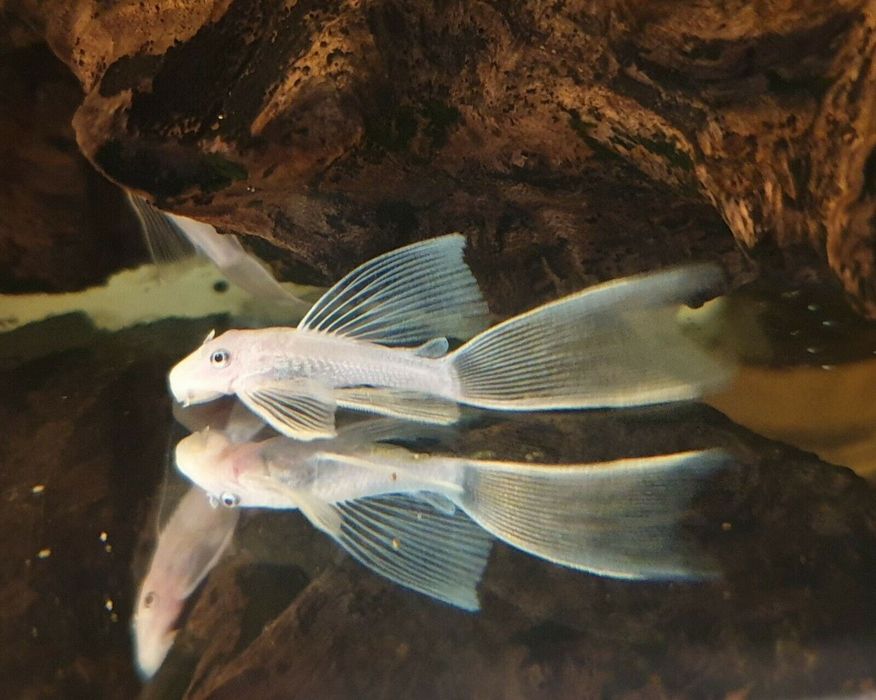 SUPER PROMOCJA Ancistrus L144 snow white Long Fin 3,5cm welon Zbrojnik