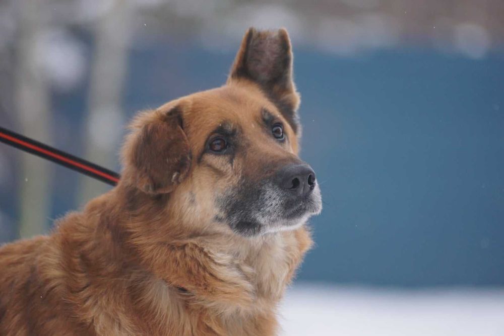 Uszko do adopcji – Schronisko Jasionka