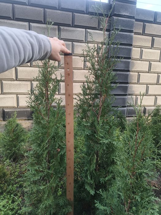 Туя західна колумна 120 см.