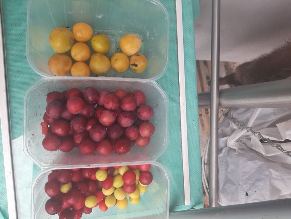 Śliweczka słodkie stare odmiany poniemieckie