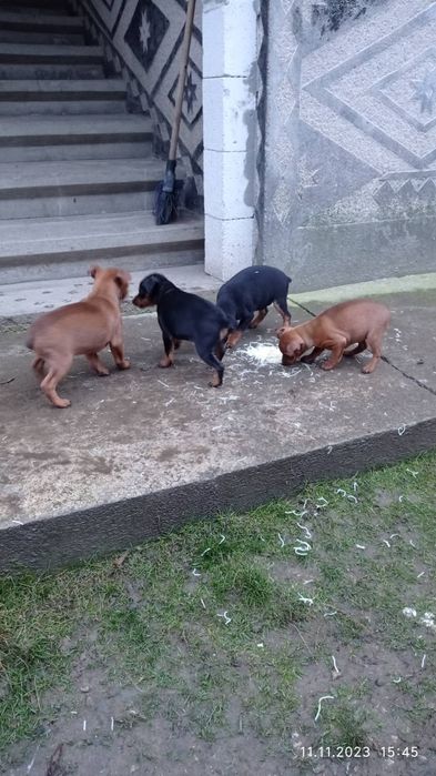 Продаємо породисті