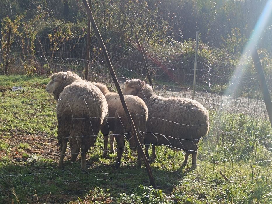 Vende se ovelhas