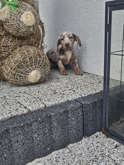 Jamnik miniaturowy suczka choco merle Warszawa Ursynów • OLX.pl