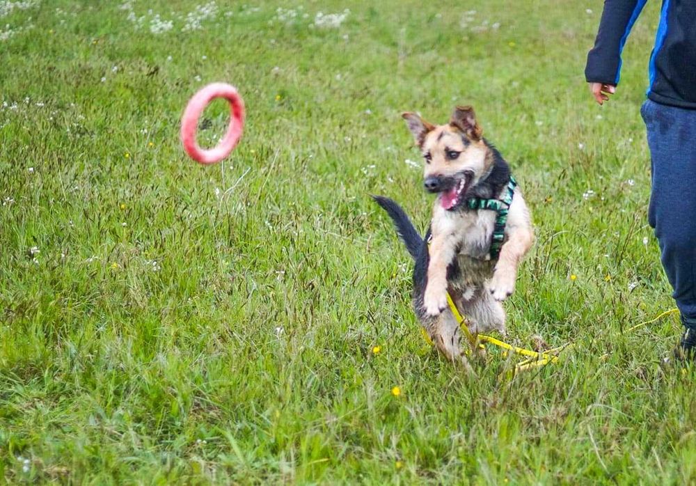Aktywny roczny terierkowaty Hyzio szuka domku!