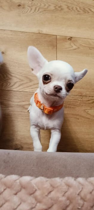 TEDDY śliczny chłopczyk z FCI