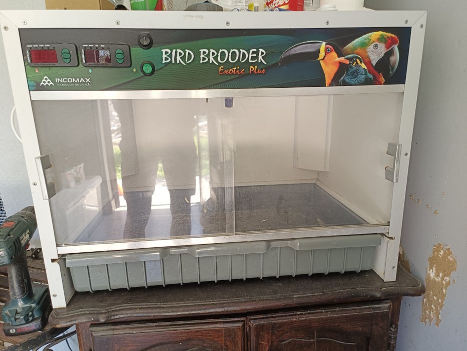 Maternidade para aves