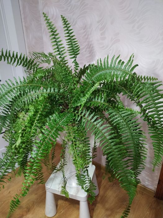 Кімнатні рослини