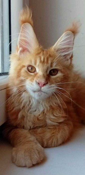 Hodowlany kocurek Maine Coon z rodowodem