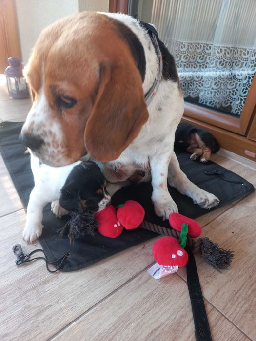 Szczeniaki szczenię po suczce Beagle