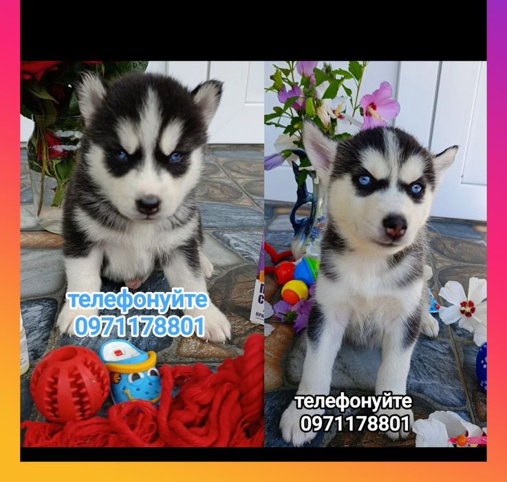 Зателефонуйте і ваша мрія, хаска буде поруч!