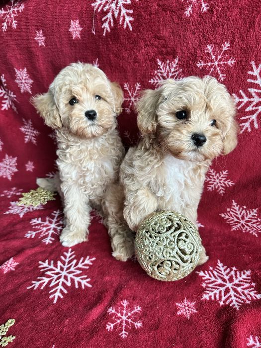 Красиві дітки мальтіпу мальтипу