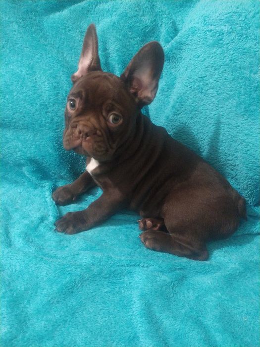 Izabella boy , хлопчик