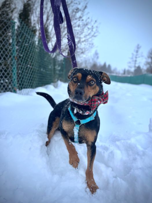 Mały Roki szuka domku!!