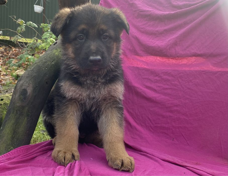 Німецька вівчарка