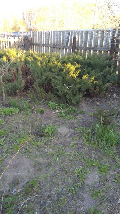 Продам можжевельник