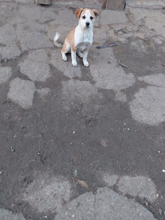 Отдам даром щенков