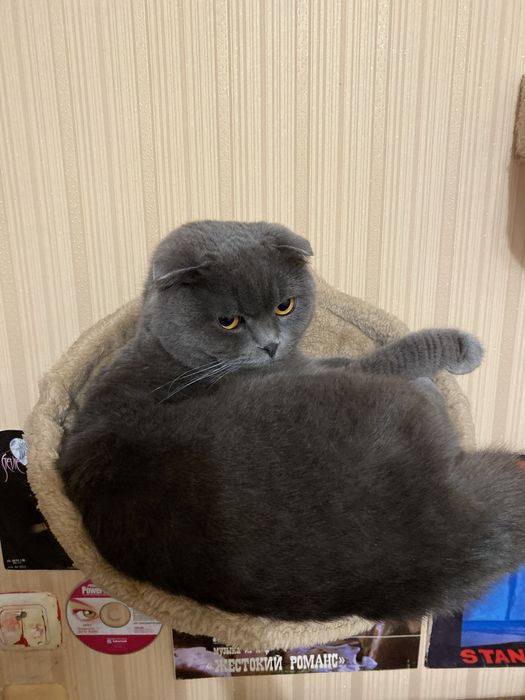 Комплекс настіний для котів від 250 грн