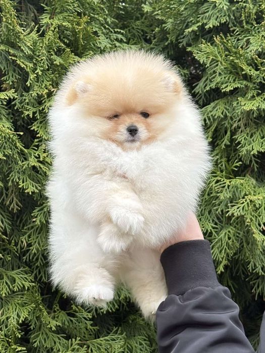 Дві дівчинки померанського шпіца