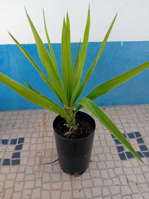 Yucca a'rvore em vaso