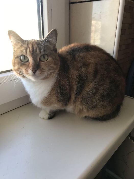 Киця. Кіт. Кошеня