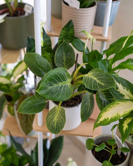 Plantas Interior (Monstera, Philodendron, ect)