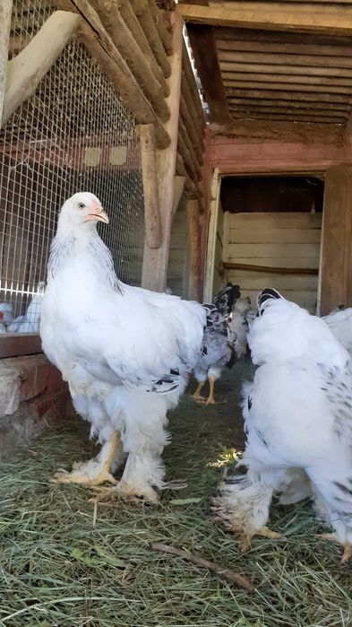 Курчата світла брама