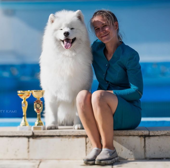 Szczenie samojed samoyed suczka ZKwP FCI