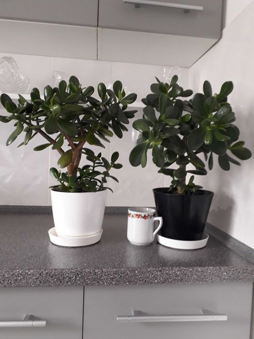 Drzewko szczęścia/ grubosz