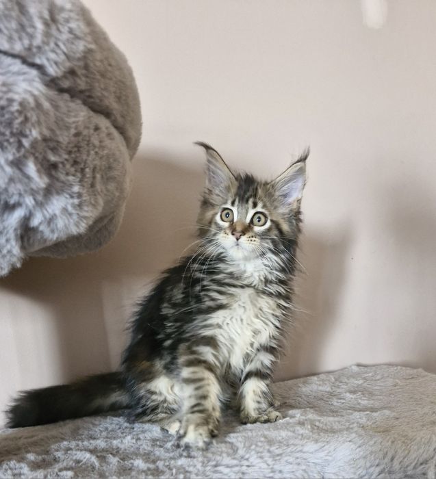 Femia    MAINE COON  com  LOP